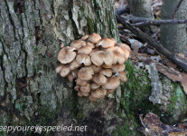 Mushroom hike  (7 of 12)