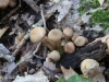 Mushroom hike  (10 of 12)