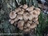 Mushroom hike  (8 of 12)