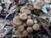 Mushroom hike  (9 of 12)