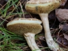 Mushroom walk (6 of 25)