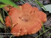 macro mushroom walk-014