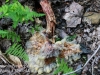 macro mushroom walk-017