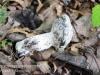 macro mushroom walk-020