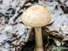 macro mushroom walk-022