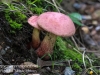 macro mushroom walk-023
