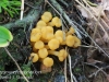 macro mushroom walk-024