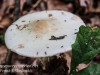 macro mushroom walk-025