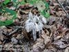 macro mushroom walk-028