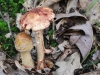 macro mushroom walk-030