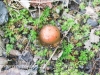 macro mushroom walk-032