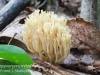 macro mushroom walk-033