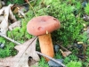 macro mushroom walk-034