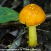 macro-mushroom-1-of-36