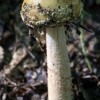 macro-mushroom-10-of-36