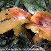 macro-mushroom-12-of-36