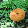 macro-mushroom-15-of-36