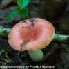 macro-mushroom-2-of-36