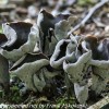 macro-mushroom-3-of-36