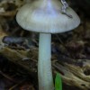 macro-mushroom-5-of-36
