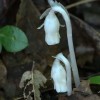 macro-mushroom-6-of-36