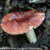 macro-mushroom-7-of-36