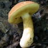 macro-mushroom-8-of-36
