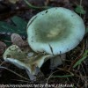 macro-mushroom-9-of-36