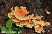 mushroom walk August 29 2015