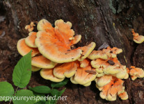 mushroom hike  (19 of 31)