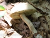 mushroom hike  (11 of 31)
