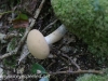 mushroom hike  (16 of 31)