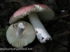 mushroom hike  (6 of 31)