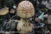 Mushrooms and macro July 16, 17 2015