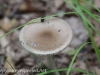 macro mushrooms (10 of 23).jpg