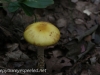 macro mushrooms (12 of 23).jpg
