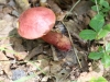 macro mushrooms (14 of 23).jpg