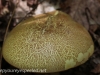 macro mushrooms (15 of 23).jpg