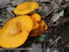 macro mushrooms (20 of 23).jpg