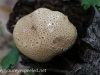 macro mushrooms (3 of 23).jpg