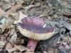 macro mushrooms (5 of 23).jpg