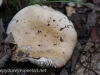 macro mushrooms (9 of 23).jpg