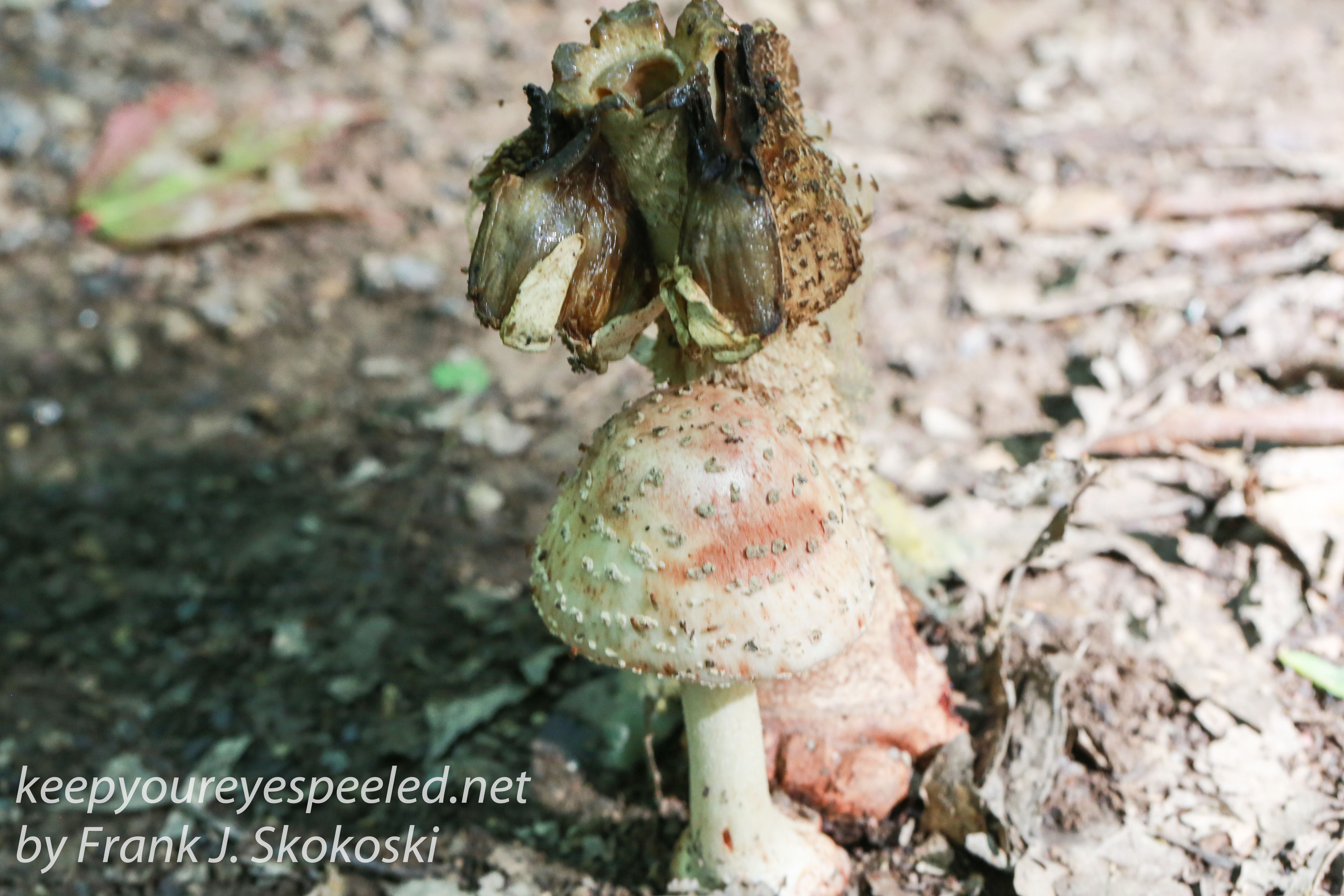 mushrooms -13