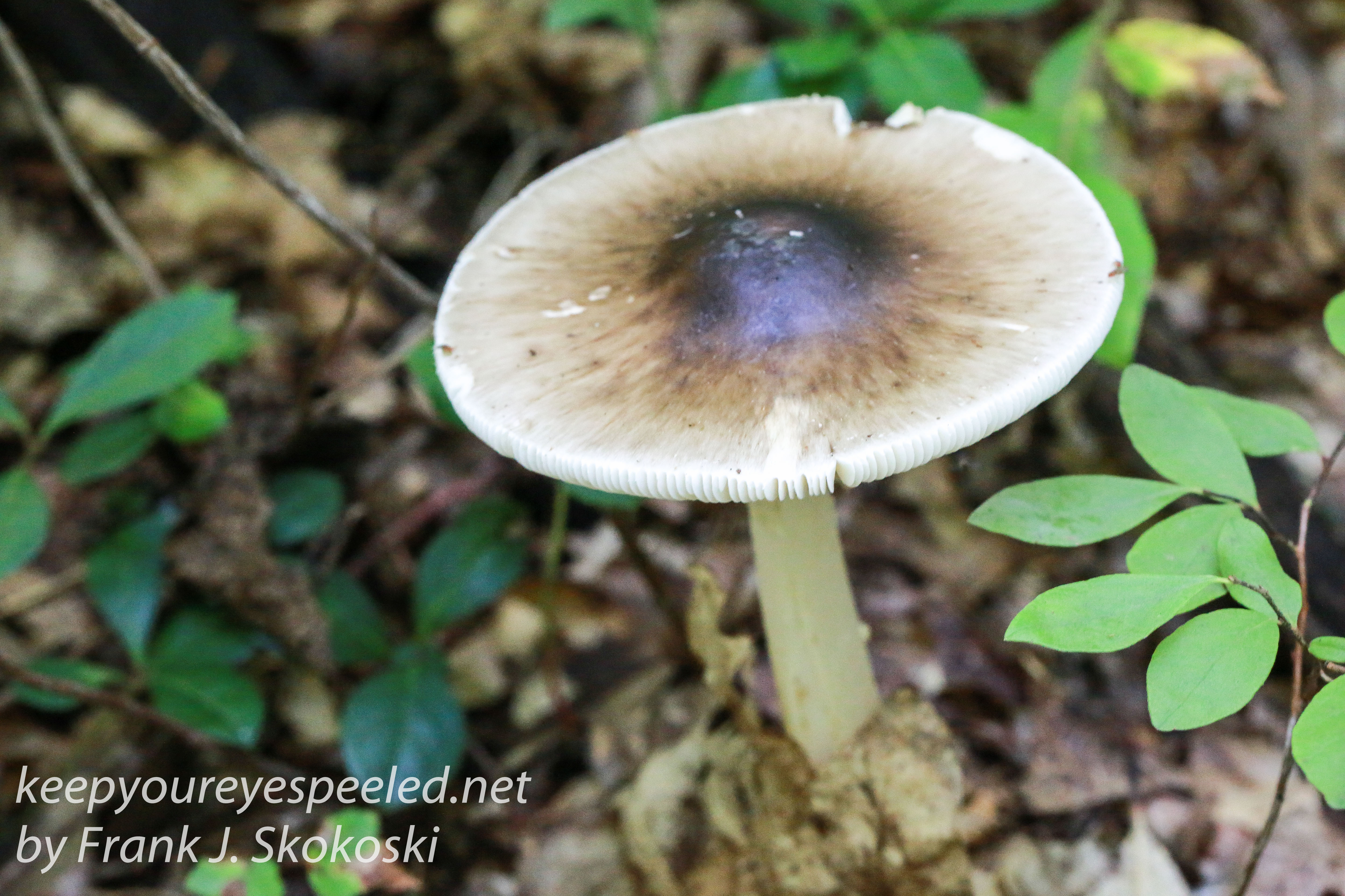 mushrooms -14
