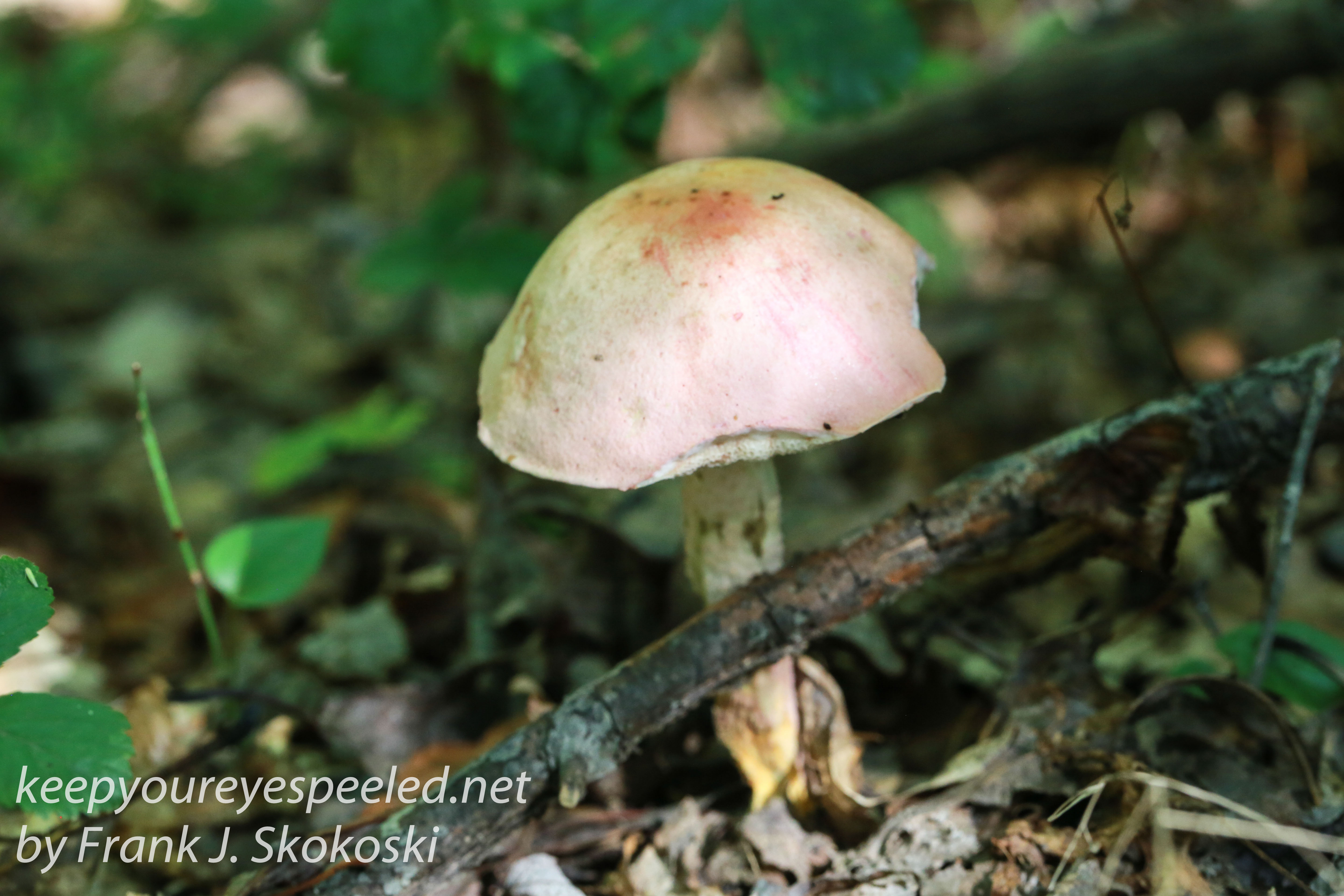 mushrooms -15