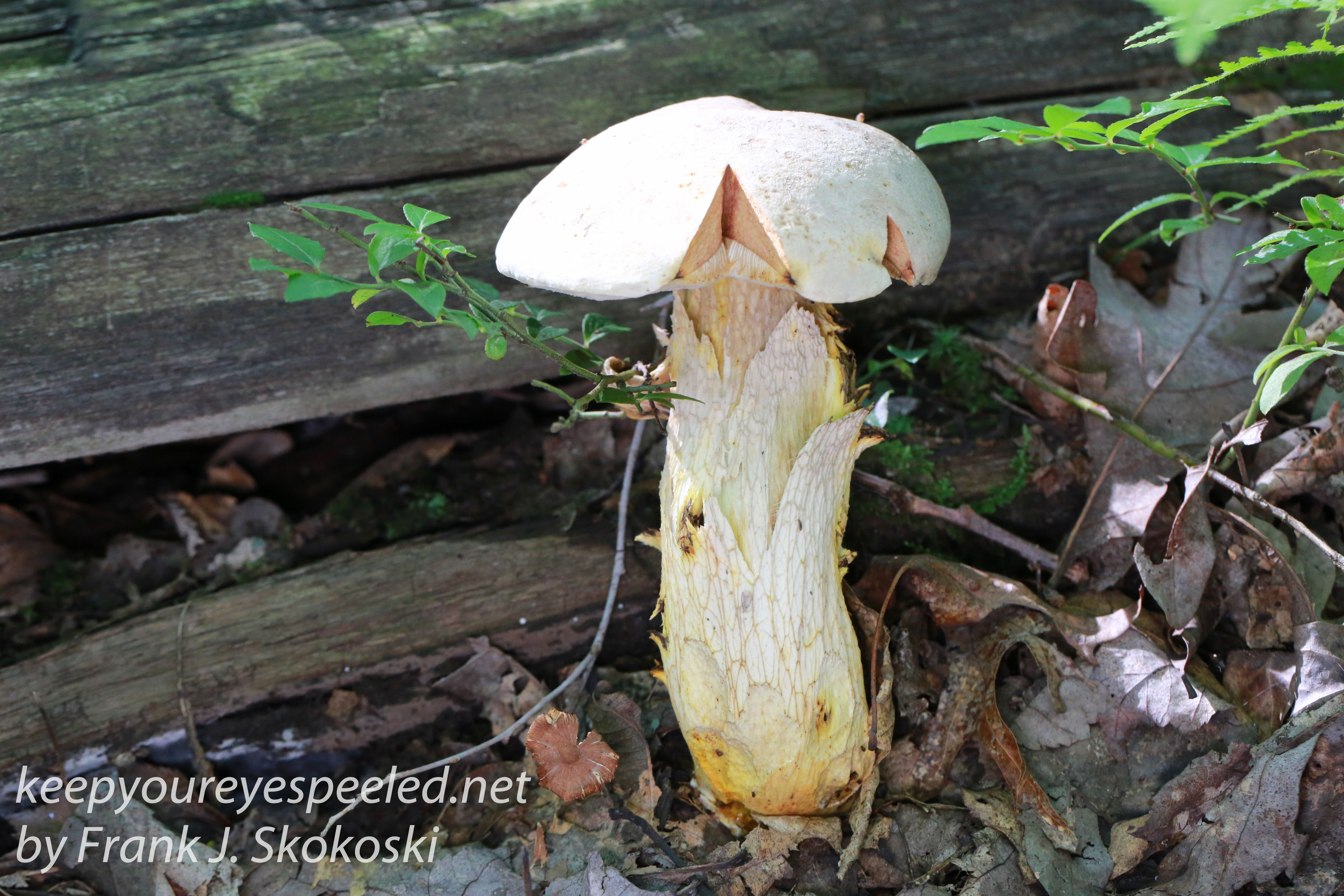 mushrooms -19