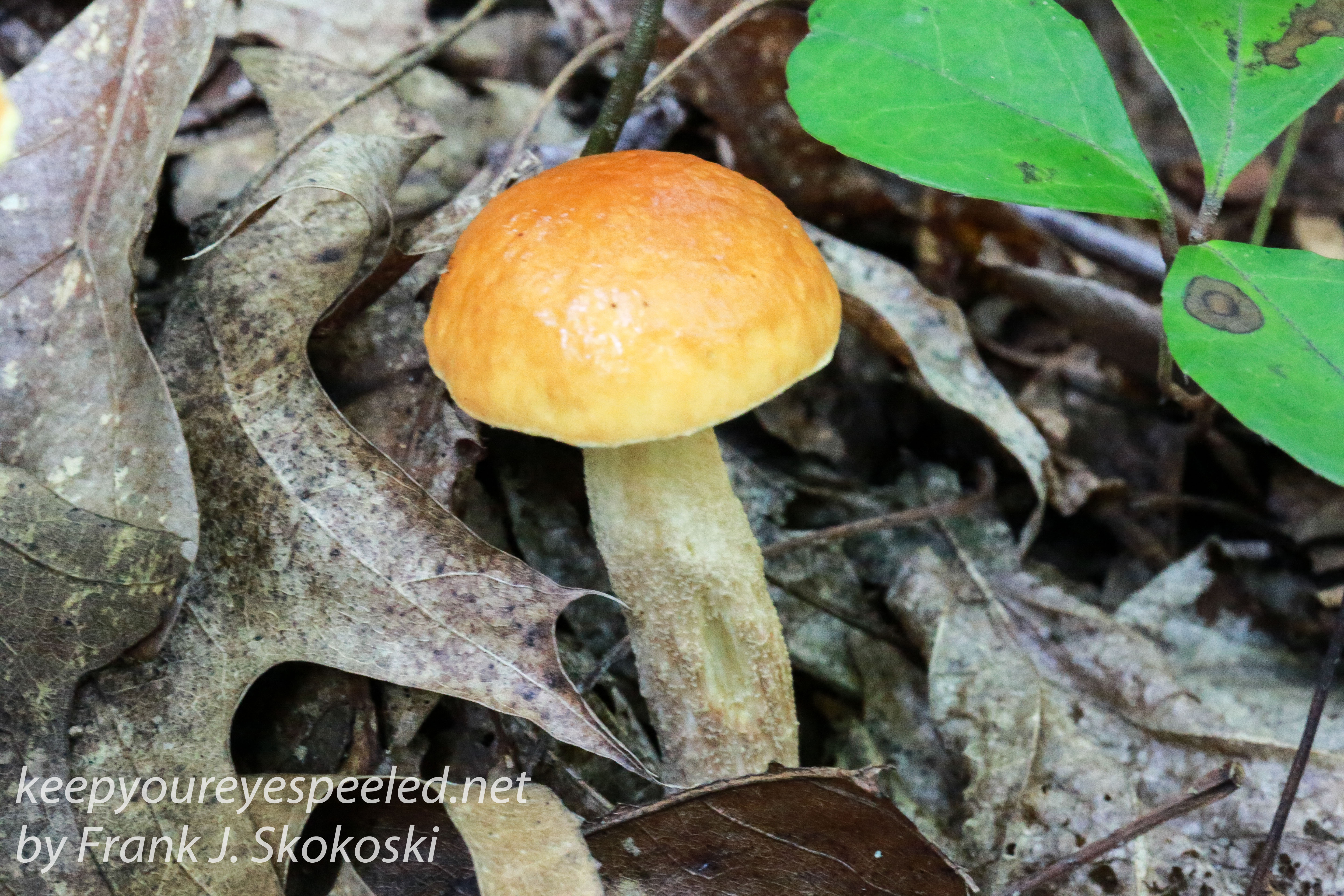 mushrooms -2