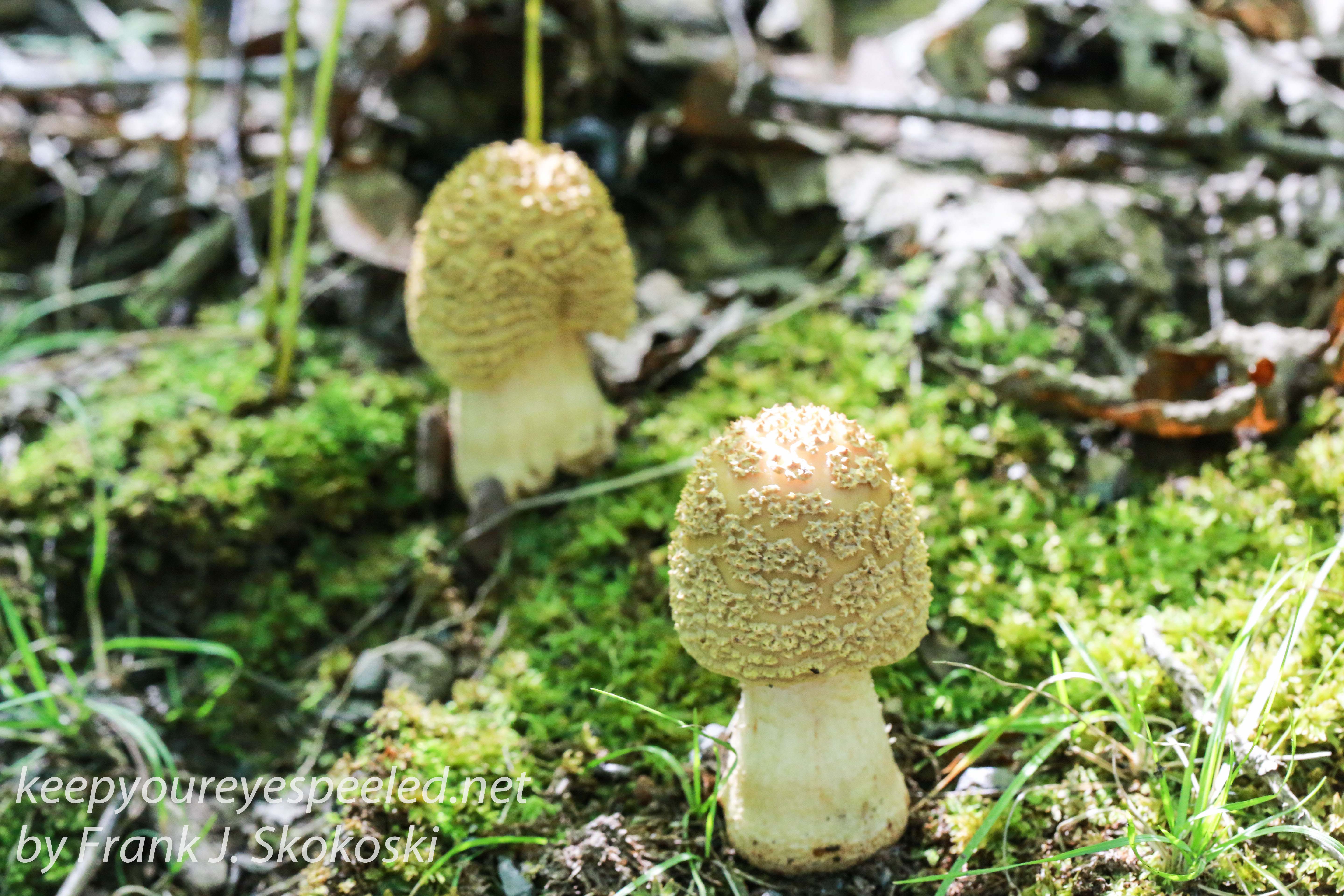 mushrooms -20