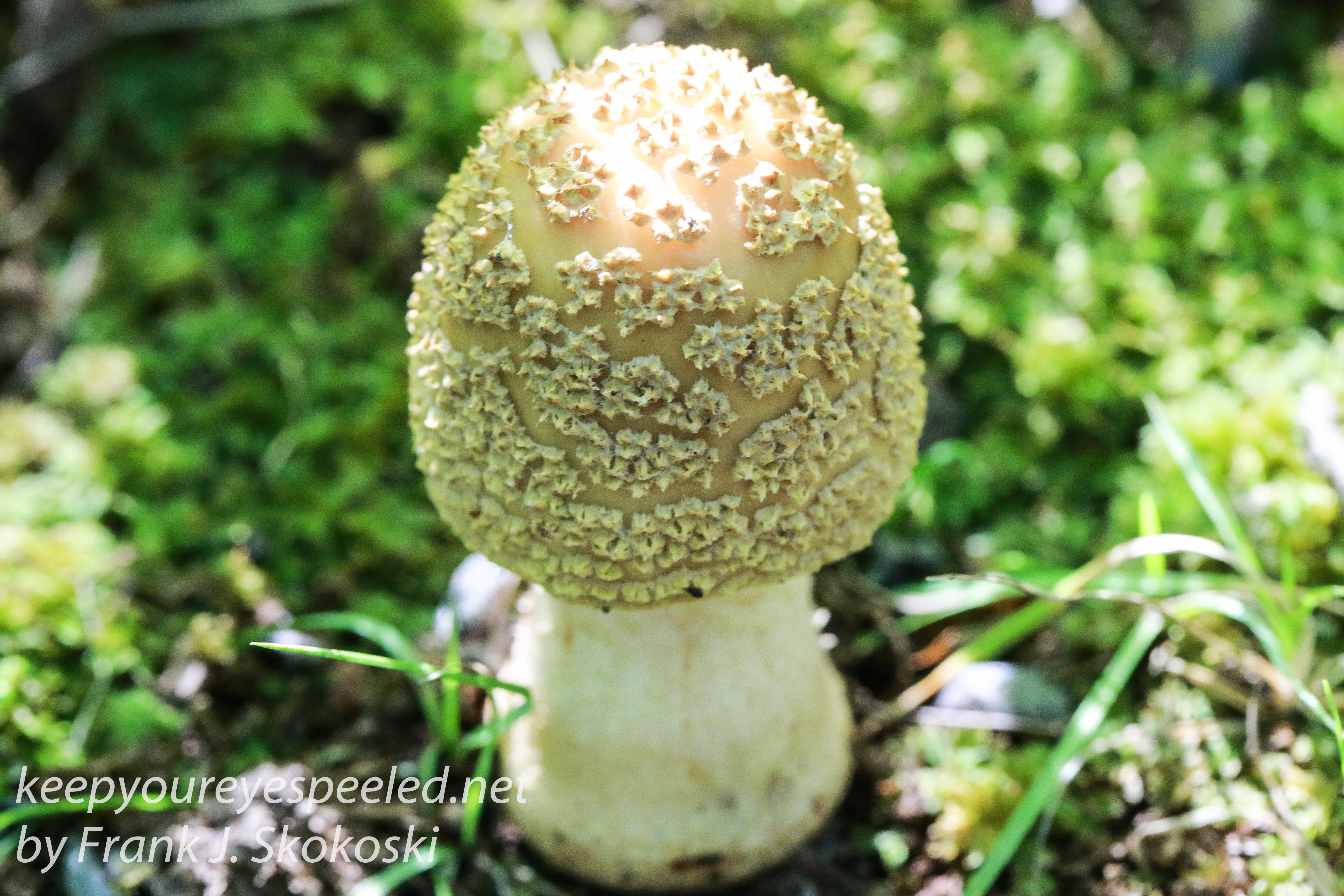 mushrooms -21