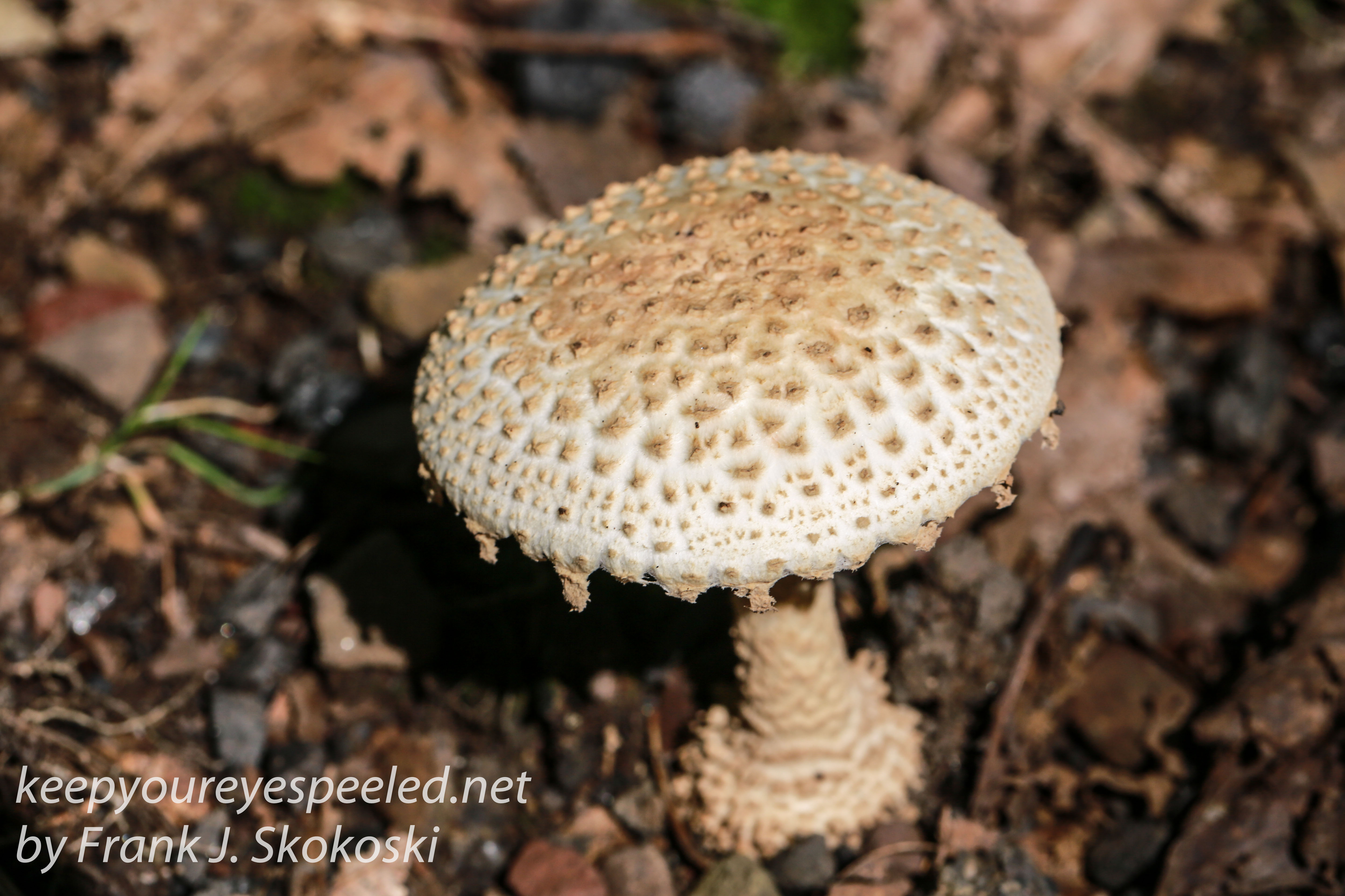 mushrooms -25